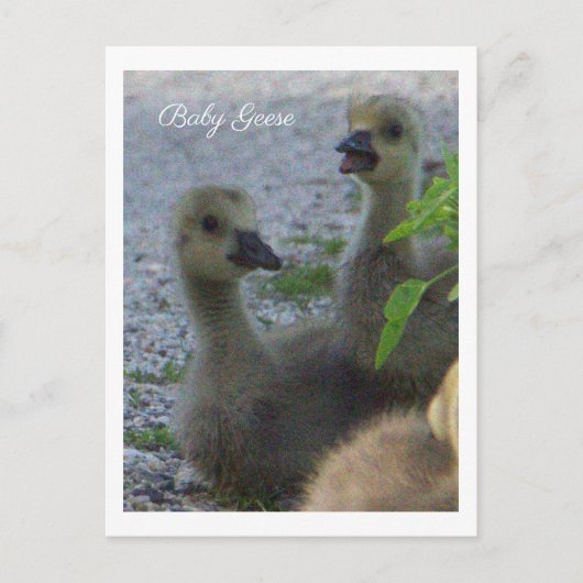 Baby Geese Foto Briefkaart (Voorkant)