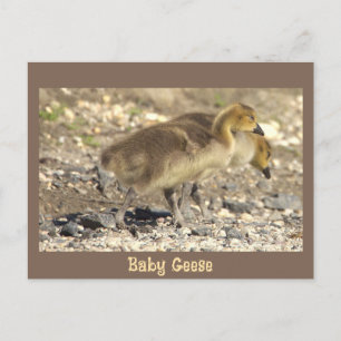 Baby Geese Foto Briefkaart