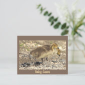 Baby Geese Foto Briefkaart (Staand voorkant)
