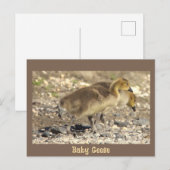 Baby Geese Foto Briefkaart (Voorkant / Achterkant)