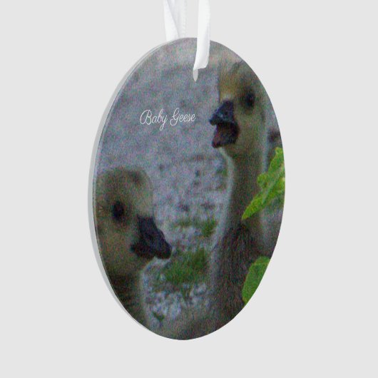 Baby Geese Foto Ornament (voorkant)