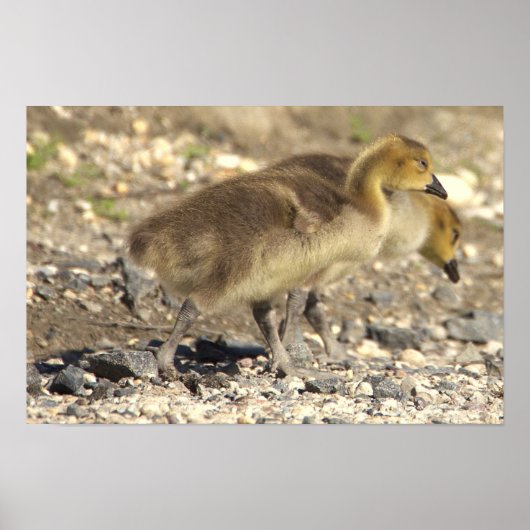 Baby Geese Foto Poster (Voorkant)