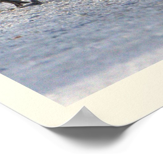 Baby Geese Foto Poster (Hoek)