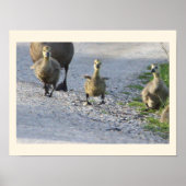 Baby Geese Foto Poster (Voorkant)