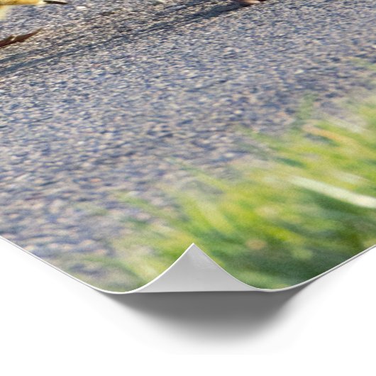 Baby Geese Foto Poster (Hoek)