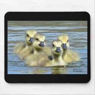 Baby Geese Muismat
