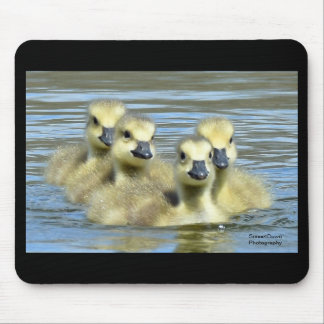 Baby Geese Muismat