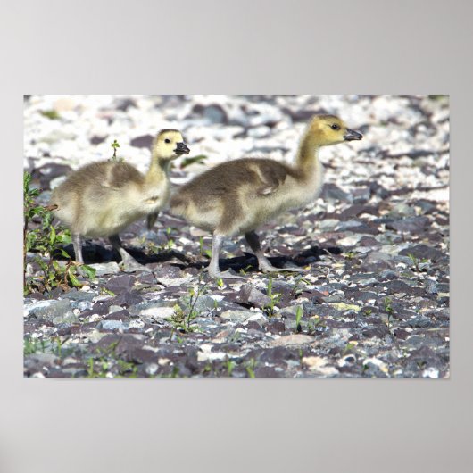 Baby Geese Poster (Voorkant)
