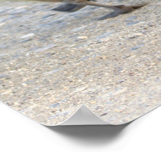 Baby Geese Poster (Hoek)