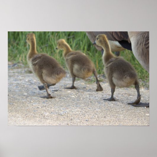 Baby Geese Poster (Voorkant)