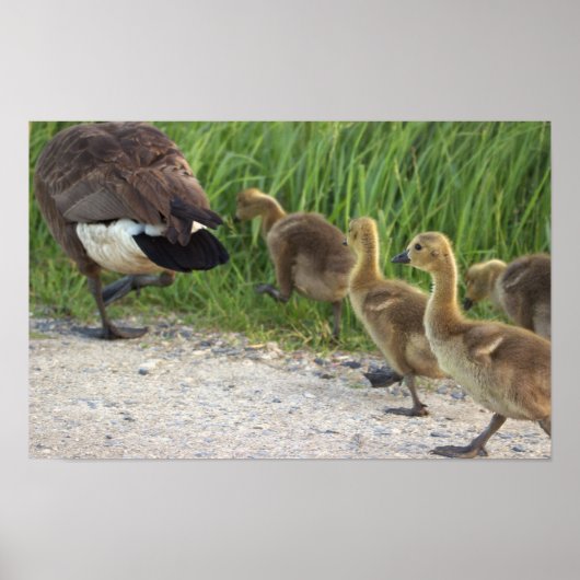 Baby Geese Poster (Voorkant)