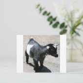 Baby Geit in het Zoo afbeelding Briefkaart (Staand voorkant)
