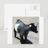 Baby Geit in het Zoo afbeelding Briefkaart (Voorkant / Achterkant)