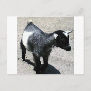 Baby Geit in het Zoo afbeelding Briefkaart