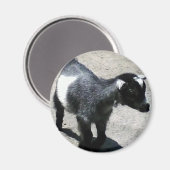 Baby Geit in het Zoo afbeelding Magneet (Voorkant / Achterkant)