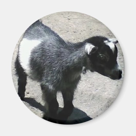 Baby Geit in het Zoo afbeelding Magneet (Voorkant)