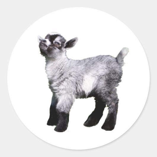 baby geit links ronde sticker (Voorkant)