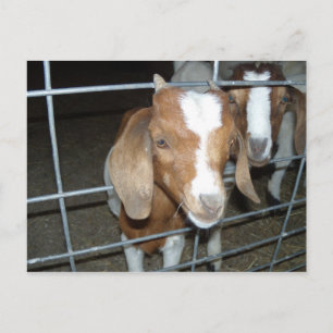 Baby geiten briefkaart