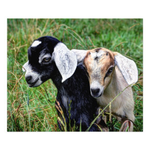 Baby Geiten Foto Afdruk