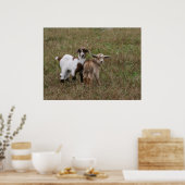 Baby Geiten Poster (Keuken)