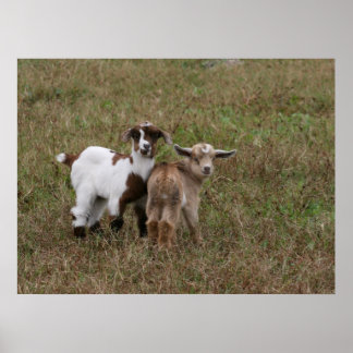 Baby Geiten Poster