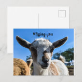 Baby-geitengroet Briefkaart (Voorkant / Achterkant)