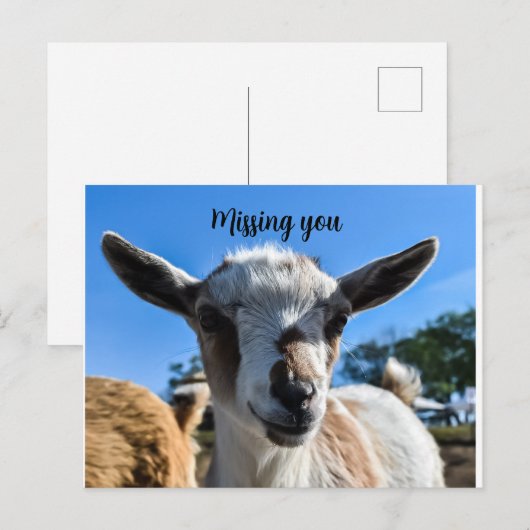 Baby-geitengroet Briefkaart (Voorkant / Achterkant)