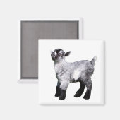 Baby Geitenneus in luchtmagneet Magneet (Voorkant / Achterkant)