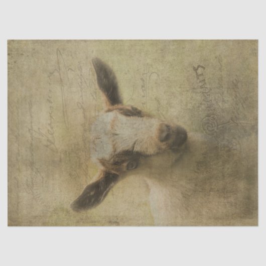 Baby Geitensok Tissuepapier (Voorkant)