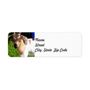 Baby Geitte - Return Address Label