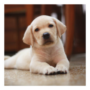 Baby gele Labrador Puppy Dog op Belly Foto Afdruk