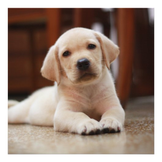 Baby gele Labrador Puppy Dog op Belly Foto Afdruk (Voorkant)