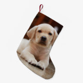 Baby gele Labrador Puppy Dog op Belly Kleine Kerstsok (Voorkant (Hangend))