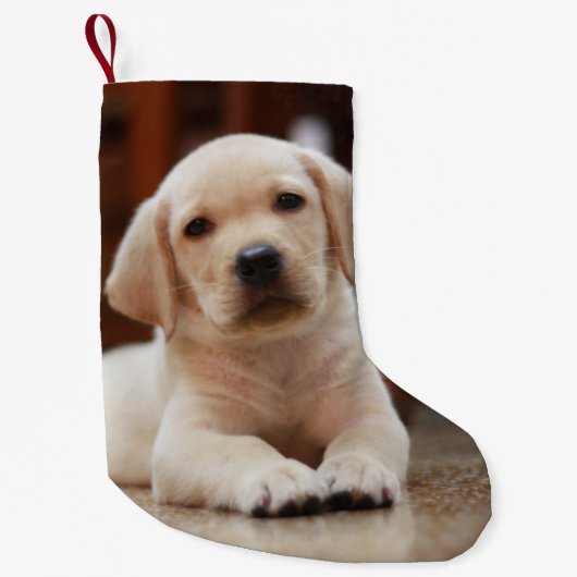 Baby gele Labrador Puppy Dog op Belly Kleine Kerstsok (Voorkant)