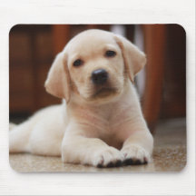 Baby gele Labrador Puppy Dog op Belly