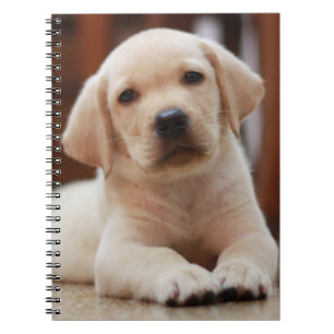 Baby gele Labrador Puppy Dog op Belly Notitieboek