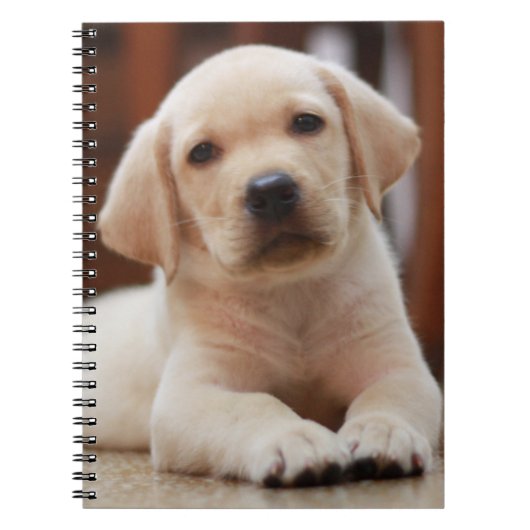 Baby gele Labrador Puppy Dog op Belly Notitieboek (Voorkant)