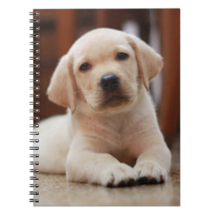 Baby gele Labrador Puppy Dog op Belly Notitieboek