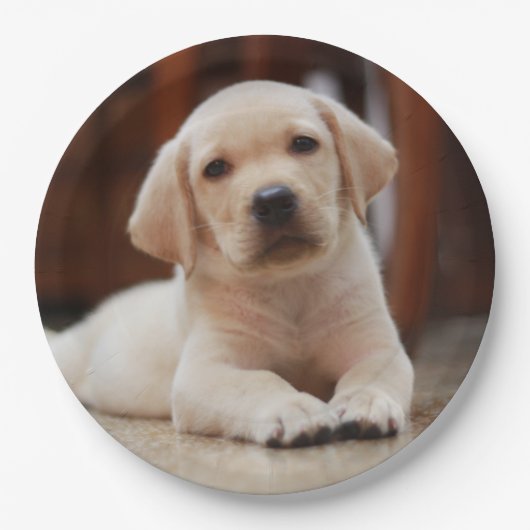 Baby gele Labrador Puppy Dog op Belly Papieren Bordje (Voorkant)