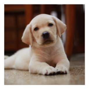 Baby gele Labrador Puppy Dog op Belly Perfect Poster