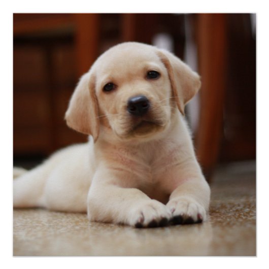 Baby gele Labrador Puppy Dog op Belly Perfect Poster (Voorkant)