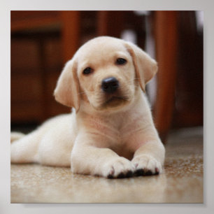 Baby gele Labrador Puppy Dog op Belly Poster