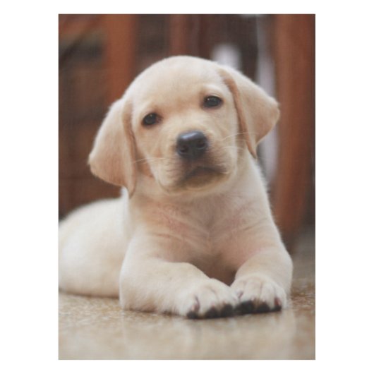 Baby gele Labrador Puppy Dog op Belly Tafelkleed (Voorkant)