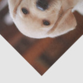 Baby gele Labrador Puppy Dog op Belly Tissuepapier (Detail)