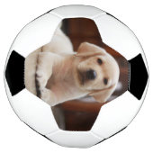 Baby gele Labrador Puppy Dog op Belly Voetbal (Gedraaid)