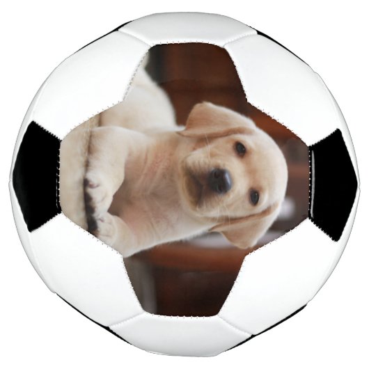 Baby gele Labrador Puppy Dog op Belly Voetbal (Gedraaid)
