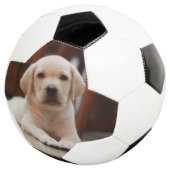 Baby gele Labrador Puppy Dog op Belly Voetbal (Drie kwart)