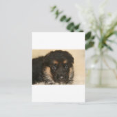 Baby German Shepherd Puppy "Khloe" Briefkaart (Staand voorkant)