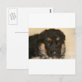 Baby German Shepherd Puppy "Khloe" Briefkaart (Voorkant / Achterkant)