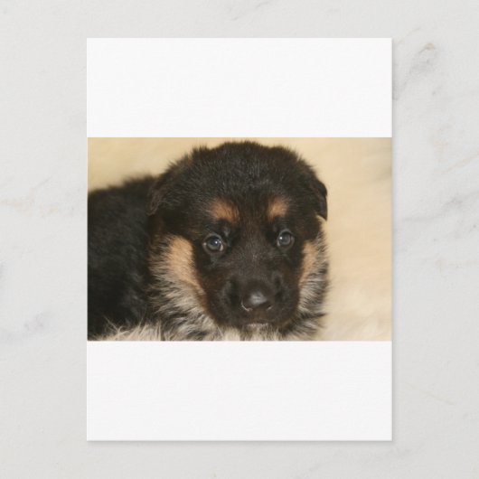 Baby German Shepherd Puppy "Khloe" Briefkaart (Voorkant)